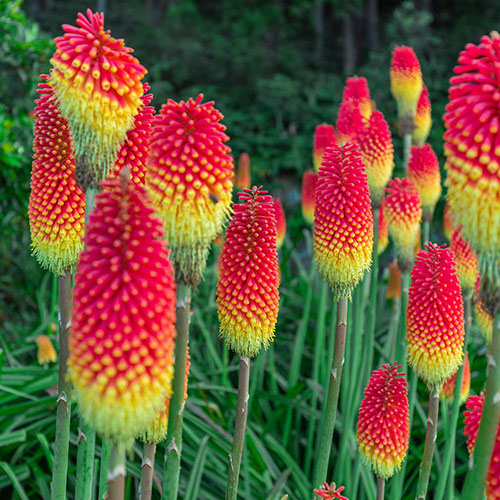 Kniphofia Flamenco Red Hot Poker Kniphofia Flamenco Red Hot Poker