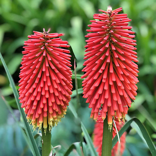 Kniphofia Flamenco Red Hot Poker Kniphofia Flamenco Red Hot Poker