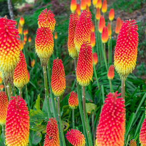 Kniphofia Flamenco Red Hot Poker Kniphofia Flamenco Red Hot Poker