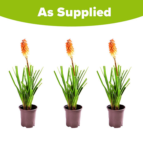 Kniphofia Flamenco Red Hot Poker Kniphofia Flamenco Red Hot Poker