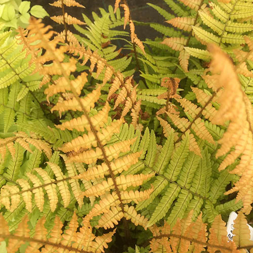 Colourful Dryopteris Jurassic Gold Colourful Dryopteris Jurassic Gold