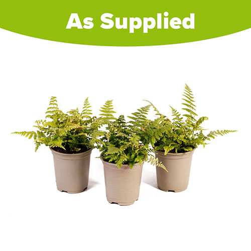 Colourful Dryopteris Jurassic Gold Colourful Dryopteris Jurassic Gold