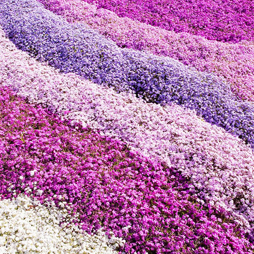 Phlox Collection Phlox Collection