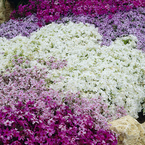 Phlox Collection Phlox Collection