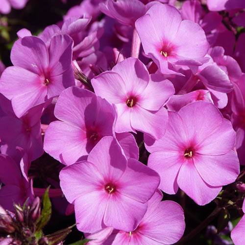 Phlox Collection Phlox Collection