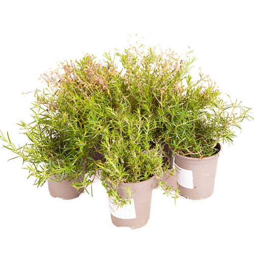 Phlox Collection Phlox Collection