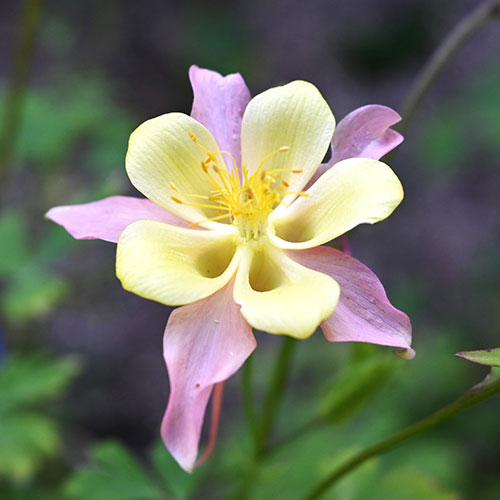 Aquilegia McKana Hybrids Aquilegia McKana Hybrids