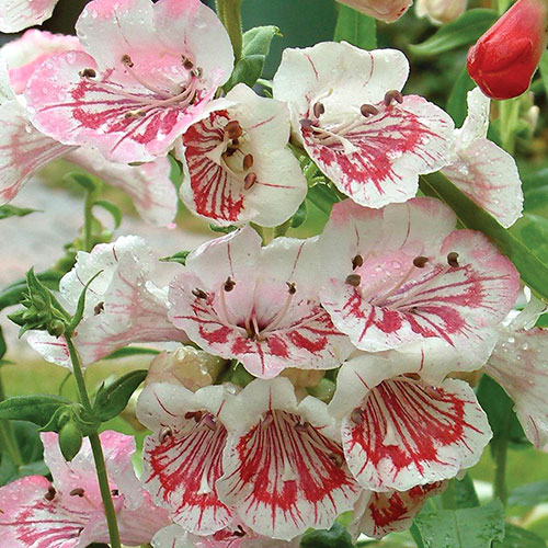 Penstemon Collection Penstemon Collection