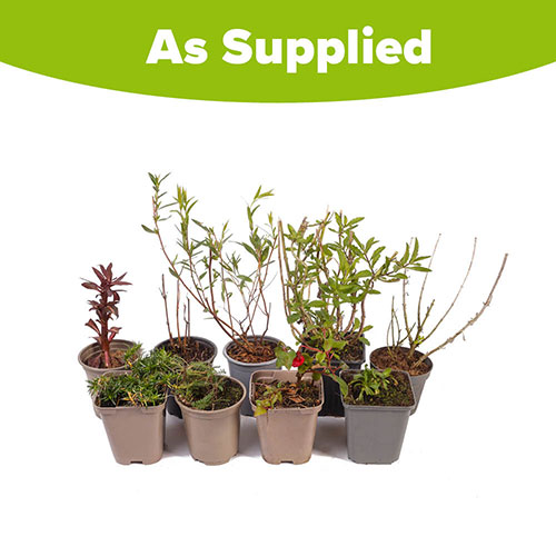 Hardy Perennial Plant Lucky Dip Hardy Perennial Plant Lucky Dip