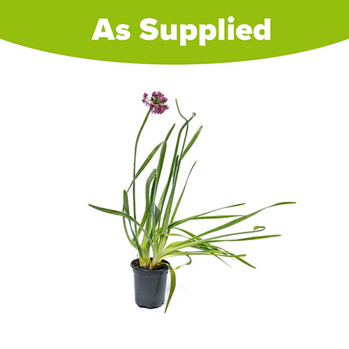 Allium Lavender Bubbles Allium Lavender Bubbles