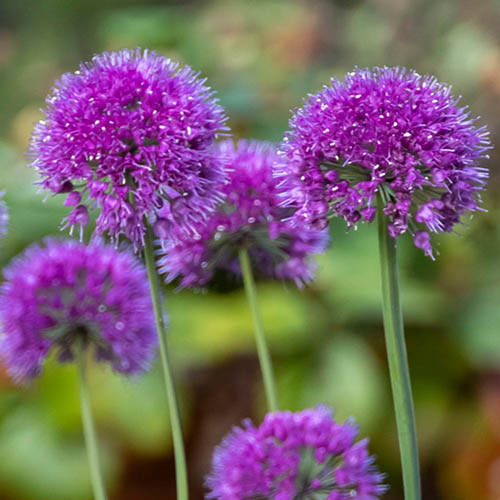 Allium Lavender Bubbles Allium Lavender Bubbles