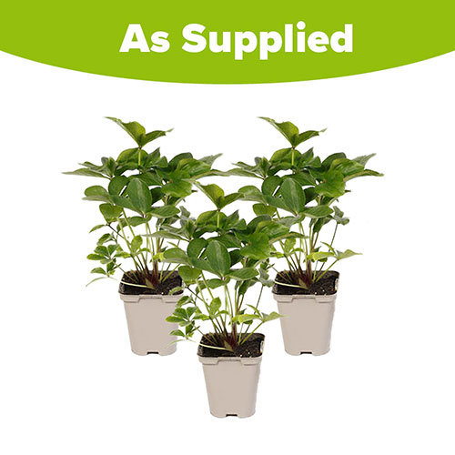 Hellebore Double Waterlily Hellebore Double Waterlily