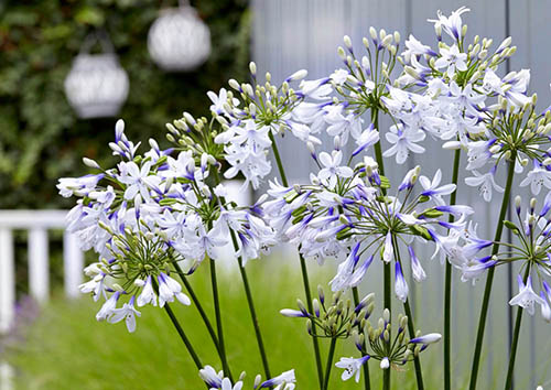 Agapanthus Fireworks Agapanthus Fireworks