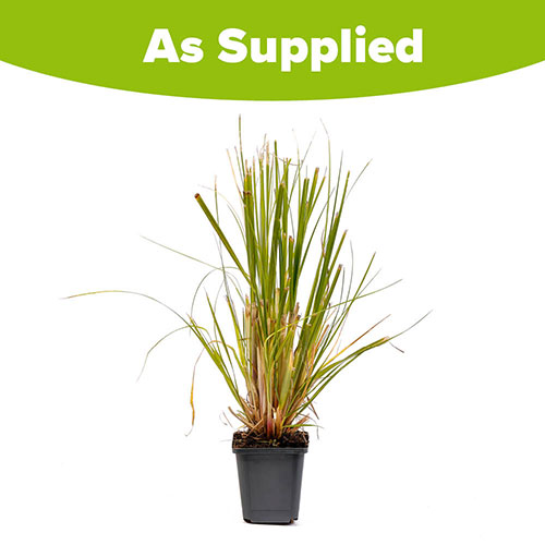 Pampass Grass Cortederia selloana Pampass Grass Cortederia selloana