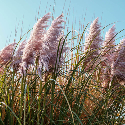 Pink Pampas Grass Pink Pampas Grass