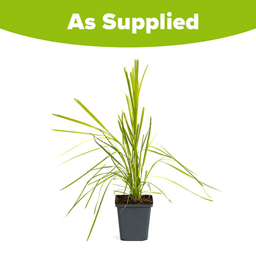 Pink Pampas Grass Pink Pampas Grass