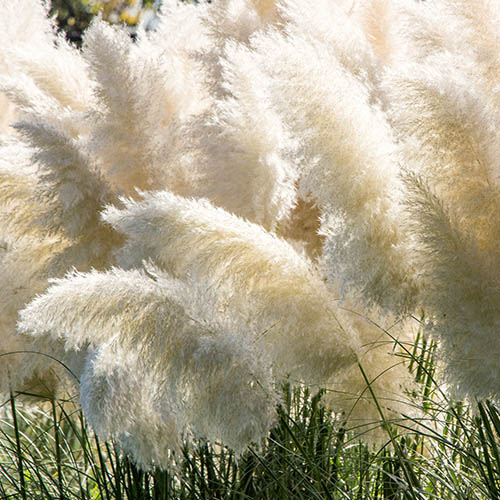 Pampas Grasses Pampas Grasses