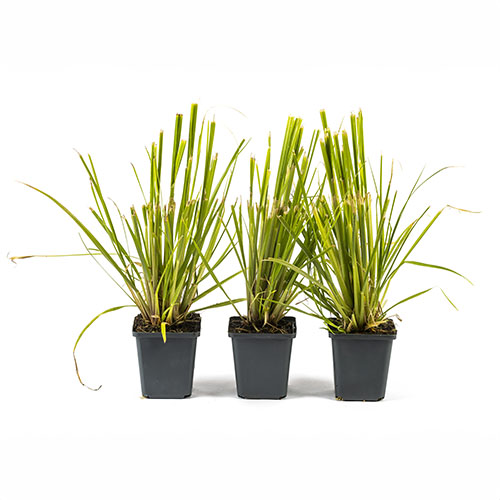 Pampas Grasses Pampas Grasses