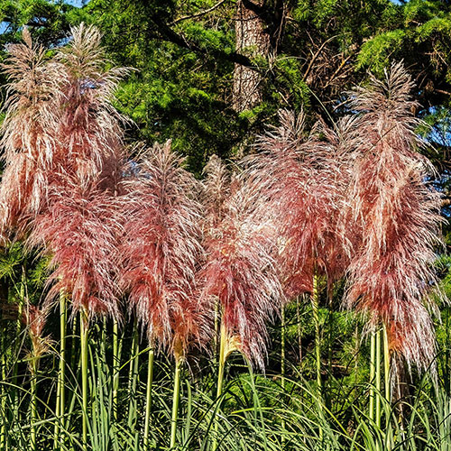 Pink Pampass Grass Pink Pampass Grass
