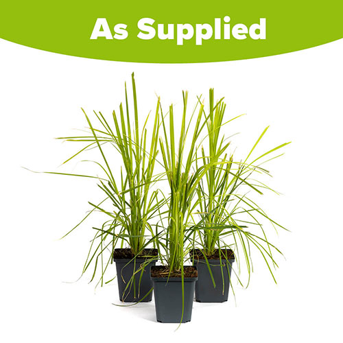 Pink Pampass Grass Pink Pampass Grass