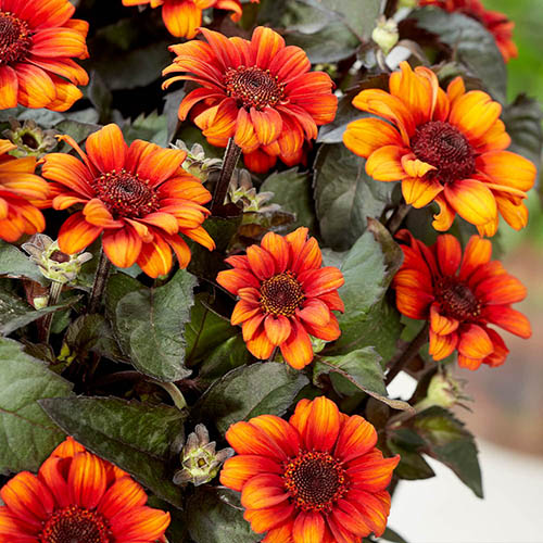 Hardy False Sunflower - Heliopsis Luna Roja Hardy False Sunflower - Heliopsis Luna Roja