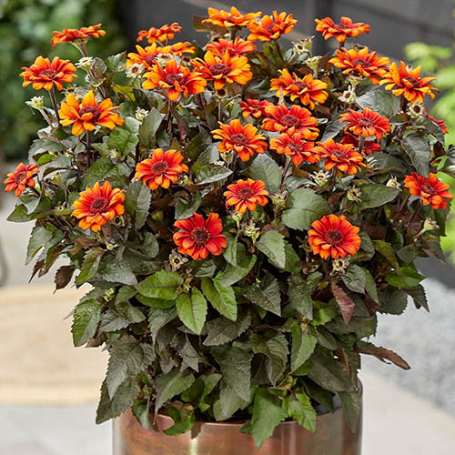 Hardy False Sunflower - Heliopsis Luna Roja Hardy False Sunflower - Heliopsis Luna Roja