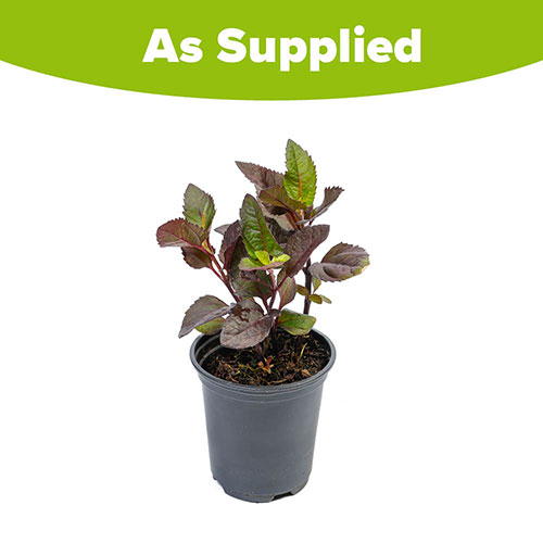 Hardy False Sunflower - Heliopsis Luna Roja Hardy False Sunflower - Heliopsis Luna Roja