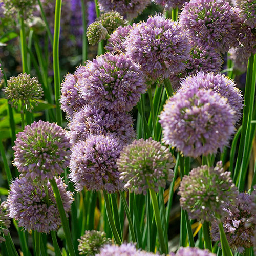 Allium Bubble Bath Allium Bubble Bath