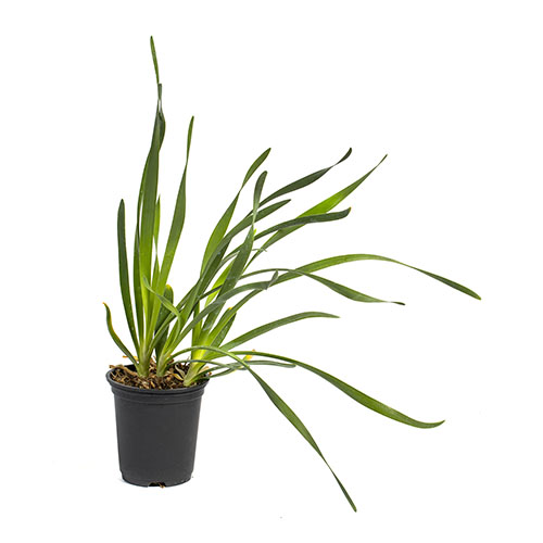 Allium Bubble Bath Allium Bubble Bath