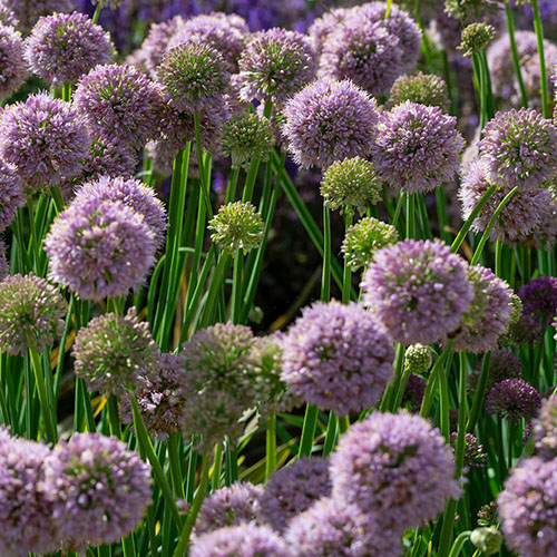Allium Bubble Bath Allium Bubble Bath
