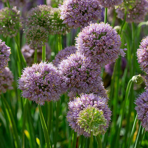 Allium Bubble Bath Allium Bubble Bath