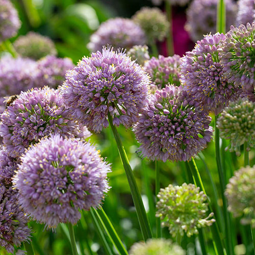 Allium Bubble Bath Allium Bubble Bath