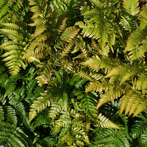 Dryopteris erythrosora Dryopteris erythrosora