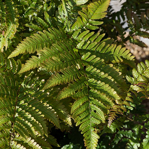 Dryopteris erythrosora Dryopteris erythrosora