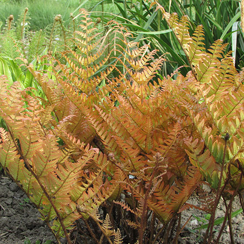 Dryopteris erythrosora Dryopteris erythrosora