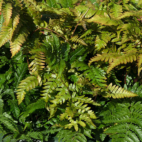 Dryopteris erythrosora Dryopteris erythrosora