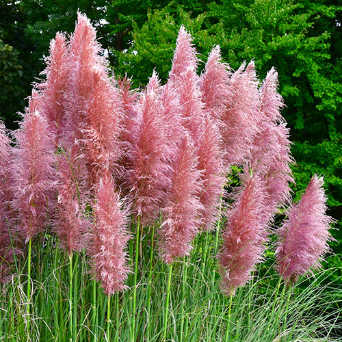 Pampas Grass Pink and White Collection Pampas Grass Pink and White Collection