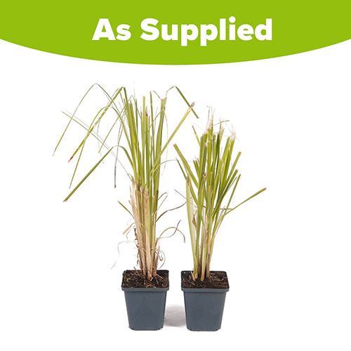 Pampas Grass Pink and White Collection Pampas Grass Pink and White Collection