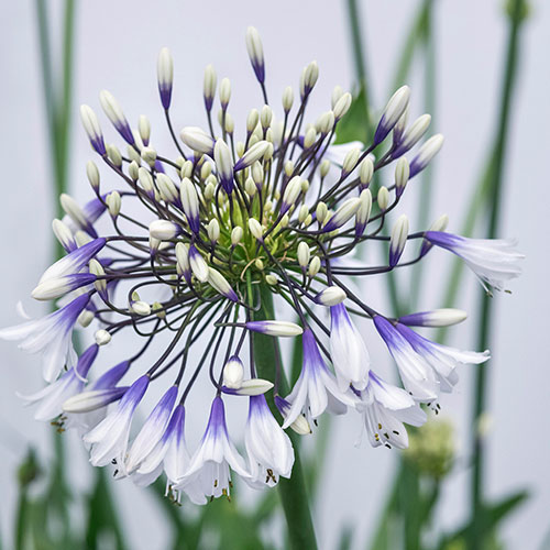 Agapanthus Fireworks Agapanthus Fireworks