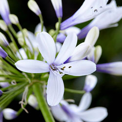 Agapanthus Fireworks Agapanthus Fireworks