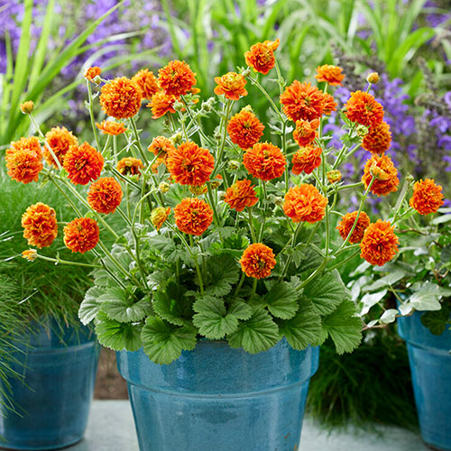Geum Orange Pumpkin Geum Orange Pumpkin