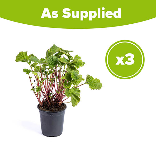 Geum Orange Pumpkin Geum Orange Pumpkin