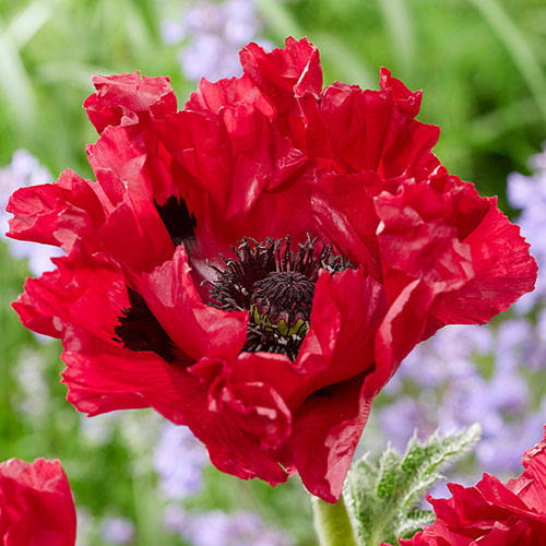 Papaver Red Rumble Oriental Poppy Papaver Red Rumble Oriental Poppy