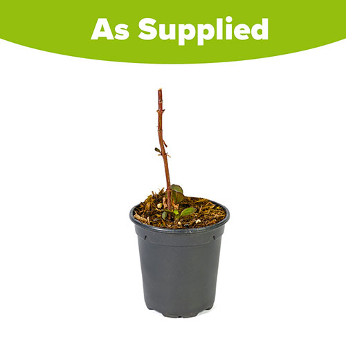 Heliopsis Funky Spinner Heliopsis Funky Spinner