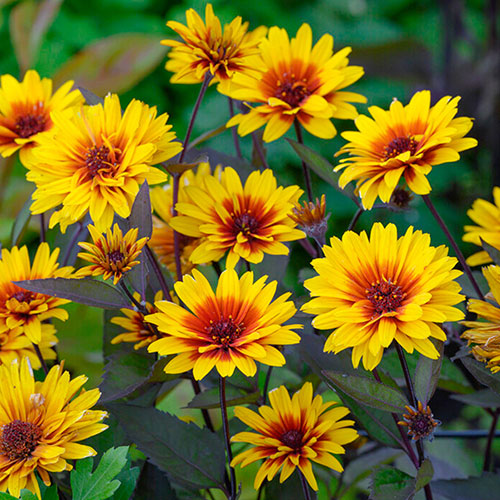 Heliopsis Funky Spinner Heliopsis Funky Spinner