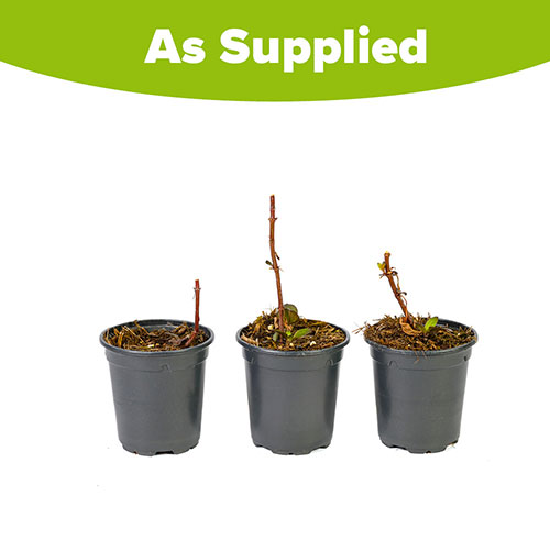 Heliopsis Funky Spinner Heliopsis Funky Spinner