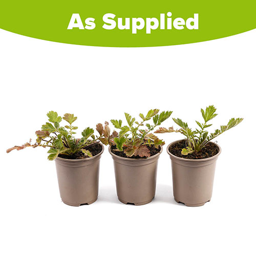 Geum Firestarter Geum Firestarter