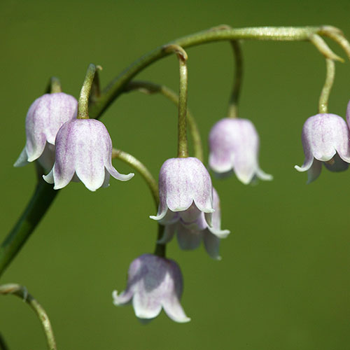 Pink Lily Of The Valley Pink Lily Of The Valley