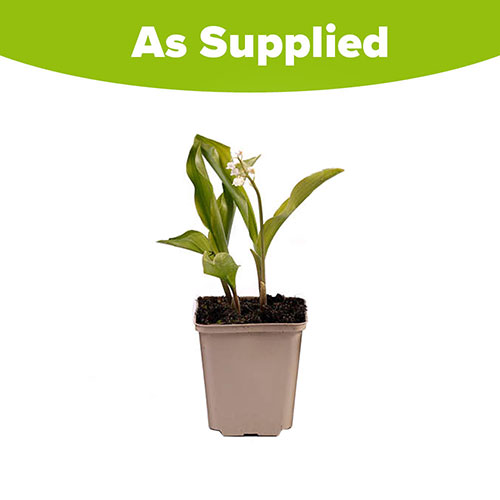 Pink Lily Of The Valley Pink Lily Of The Valley