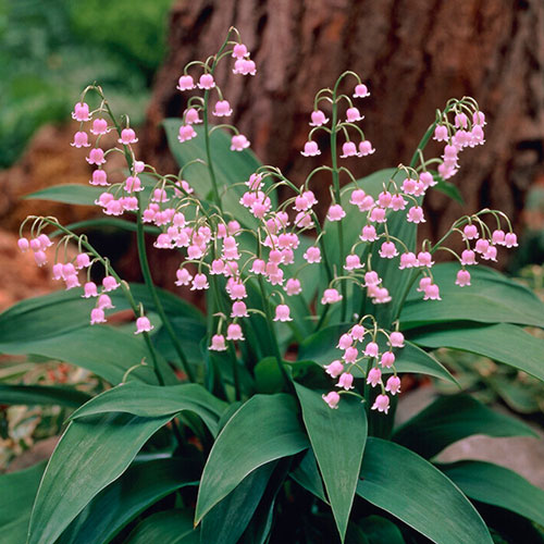 Pink Lily Of The Valley